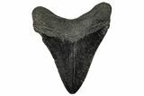 Serrated, Fossil Megalodon Tooth - South Carolina #356850-1